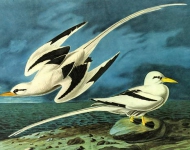 Графика Птицы WHITE-TAILED TROPICBIRD
